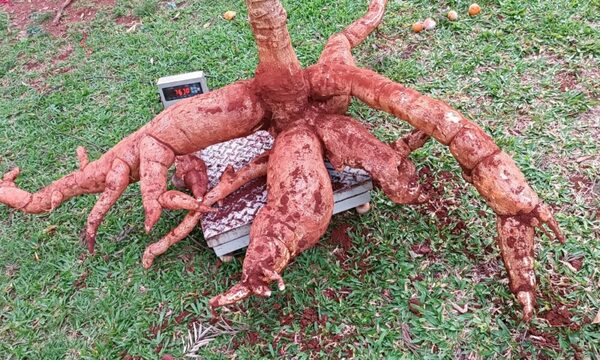 ¡Apareció la mandioca más grande!