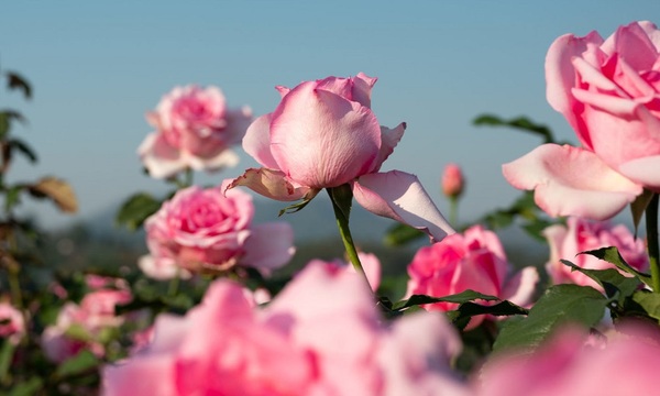 Los beneficios de las rosas | Telefuturo