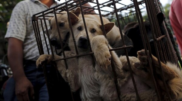 Diario HOY | Veterinarios están preocupados por fallo judicial