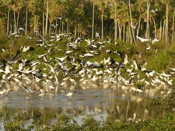Turismo interno: aventura en el pantanal paraguayo a bordo de la lancha Aquidabán - Viajes - ABC Color