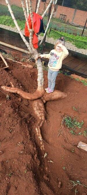 UN HECHO SIN PRECEDENTES, COSECHAN MANDIOCA GIGANTE EN NATALIO