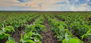 A nivel nacional operan unas 454.950 fincas, según datos del Censo Agropecuario | Economía y Finanzas | 5Días
