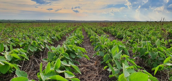 A nivel nacional operan unas 454.950 fincas, según datos del Censo Agropecuario | Economía y Finanzas | 5Días