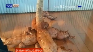 Cosechan supermandioca de casi 80 kilos en Natalio - Noticias Paraguay