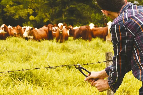 Imputan a capataz de estancia por la desaparición de más de 500 cabezas de ganado - Radio Imperio