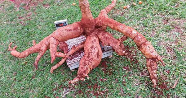 La Nación / Increíble: cosechan “supermandioca” con más de 76 kilos en Itapúa