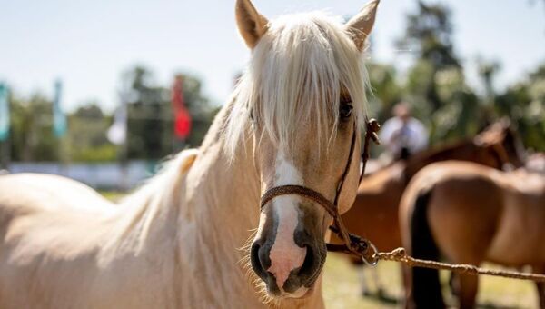 Caballos Criollos: “Hay una altísima demanda de montados en el mercado” (más de 80 competirán en la Expo)