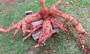 Cosechan “supermandioca” con más de 76 kilos en Itapúa - OviedoPress