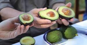 La Nación / Por más mercados para el aguacate, suenan países del Mercosur