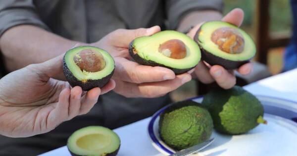 La Nación / Por más mercados para el aguacate, suenan países del Mercosur