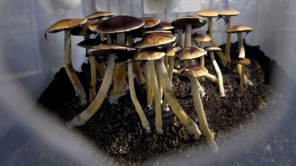 Diario HOY | Australia autoriza el uso médico del éxtasis y los hongos alucinógenos