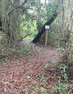 Realizarán feria invernal del Bosque Encantado en Itucurubí de la Cordillera - .::Agencia IP::.
