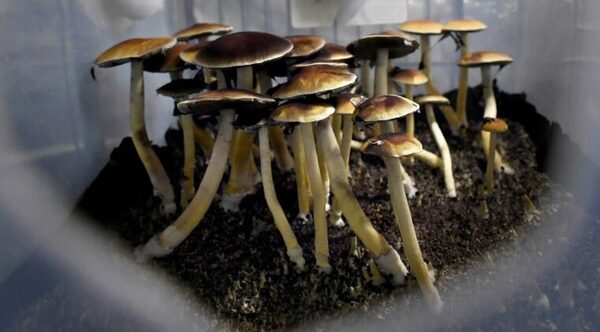 AUSTRALIA AUTORIZA EL USO MÉDICO DEL ÉXTASIS Y LOS HONGOS ALUCINÓGENOS