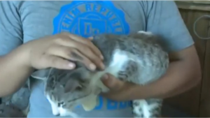 Denuncian a karai por supuestamente matar a 17 gatos con aire comprimido