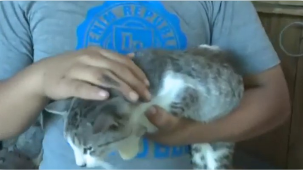 Denuncian a karai por supuestamente matar a 17 gatos con aire comprimido