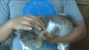 Denuncian a hombre por supuestamente matar a 17 gatos con aire comprimido
