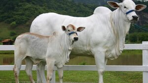 Venden ejemplar Nelore por USD 4,3 millones en Brasil