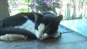 Denuncian a un hombre por matar a 17 gatos - SNT
