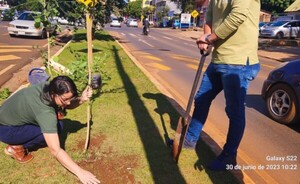 Plantación de árboles en la avenida Perú