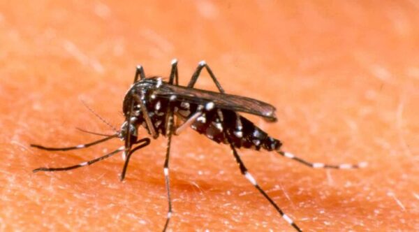 Registran descenso de dengue y chikunguña