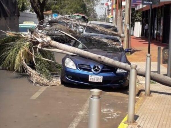 Lujoso automóvil fue alcanzado por una palmera que se cayó
