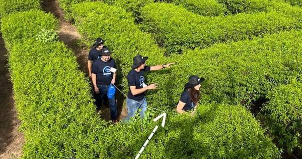 La Nación / Laberinto vegetal: una intrincada aventura en Filadelfia
