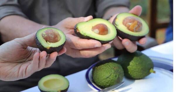 La Nación / Aspiran a conquistar más mercados para el aguacate