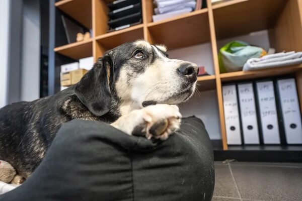 ¿Llevar el perro a la oficina? Consejos para no fracasar en el intento - Mascotas - ABC Color