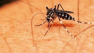 Salud registra descenso en casos de dengue y chikungunya - Noticias Paraguay