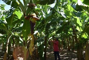 Guayaybí: mejora venta de banana, dicen productores - Nacionales - ABC Color