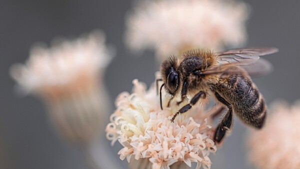 ¿Cómo eligen las abejas a su reina cuando esta muere?