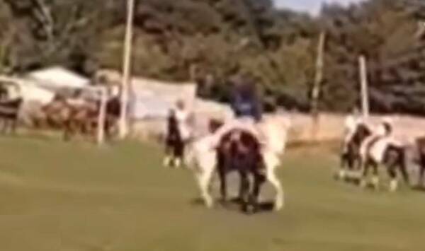 Insólito choque de caballos hizo que uno de los jinetes deba ser llevado apúrope al hospital