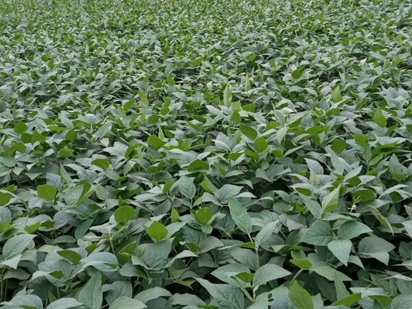 Fertilizantes con heces humanas en Japón ante alza de precios - Mundo - ABC Color