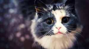 Crean una aplicación en Japón para reconocer el dolor de los gatos
