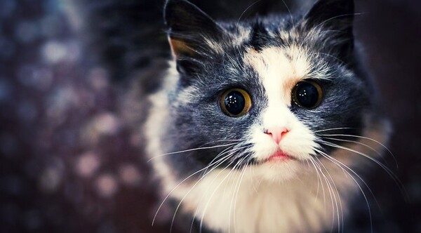 Crean una aplicación en Japón para reconocer el dolor de los gatos