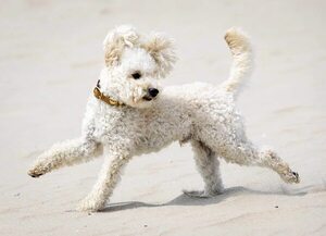 Perro, gato, hámster, peces o un ave: cómo elegir la mascota más adecuada para un niño  - Mascotas - ABC Color