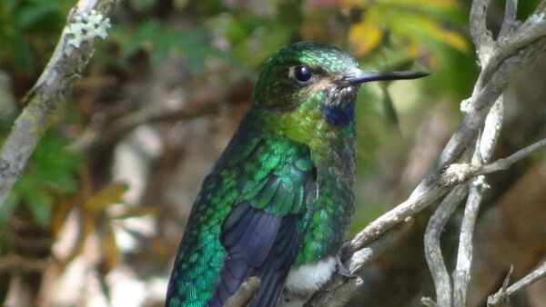 Un hospital de colibríes da vida a estas aves en México
