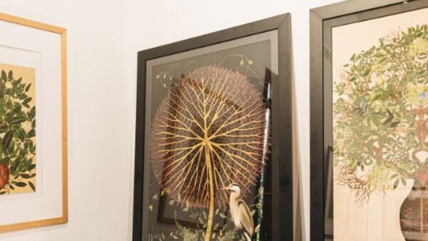 Diario HOY | "Paraguay Ilustrado": Muestra sobre la yerba mate en flor en el Centro Cultural del Lago