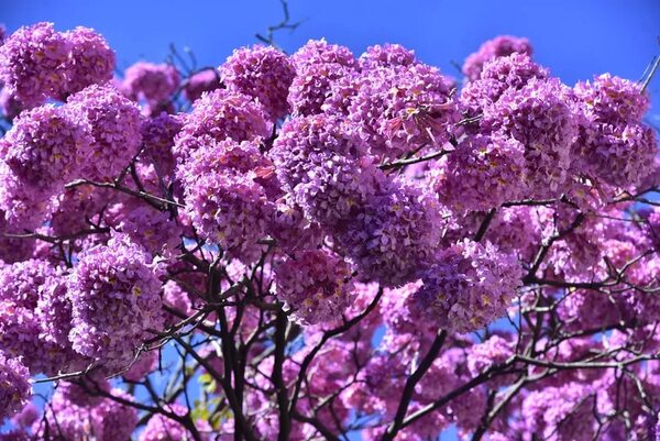 Lapachos rosados hermosean Asunción con elegancia y ternura - Nacionales - ABC Color