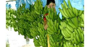 La Nación / Exportación de banana se agrava por restricción argentina al flete