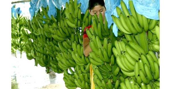 La Nación / Exportación de banana se agrava por restricción argentina al flete