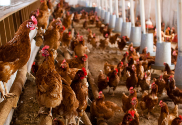 Los brotes de gripe aviar incrementan el precio de la carne de aves en Rusia
