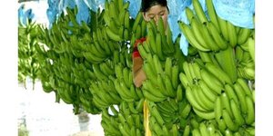 Exportación de banana se agrava por restricción argentina al flete