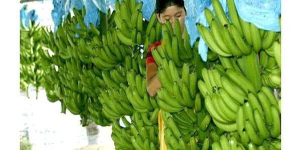 Exportación de banana se agrava por restricción argentina al flete