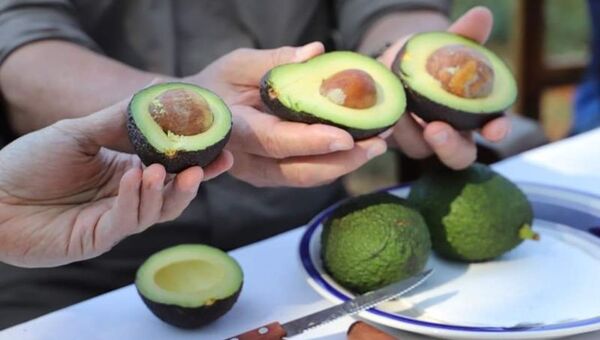 El campo innova: Aguacate Hass busca conquistar mercado interno y externo (se exportaron 5.000 kilos a España)