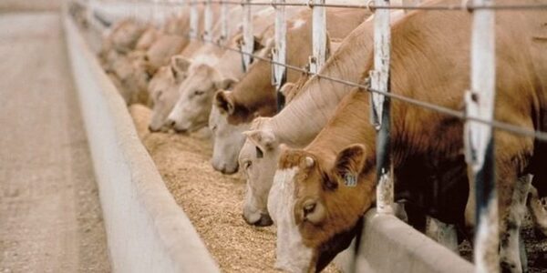 Cooperativa Yegros de Caazapá instaló nueva fábrica de balanceados