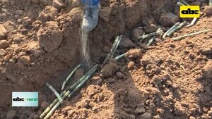 Video: Crece área de caña de azúcar - ABC Rural - ABC Color