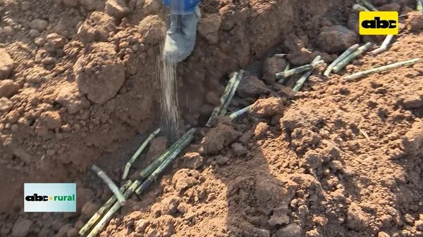 Video: Crece área de caña de azúcar - ABC Rural - ABC Color
