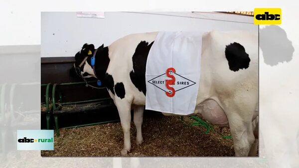 Video: Vaca produce 92,9 litros de leche por día y es campeona en Cooprolanda 2023 - ABC Noticias - ABC Color