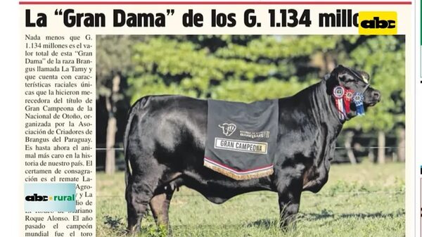 Video: “La Tamy”, es hoy la vaca más cara en Paraguay - ABC Rural - ABC Color